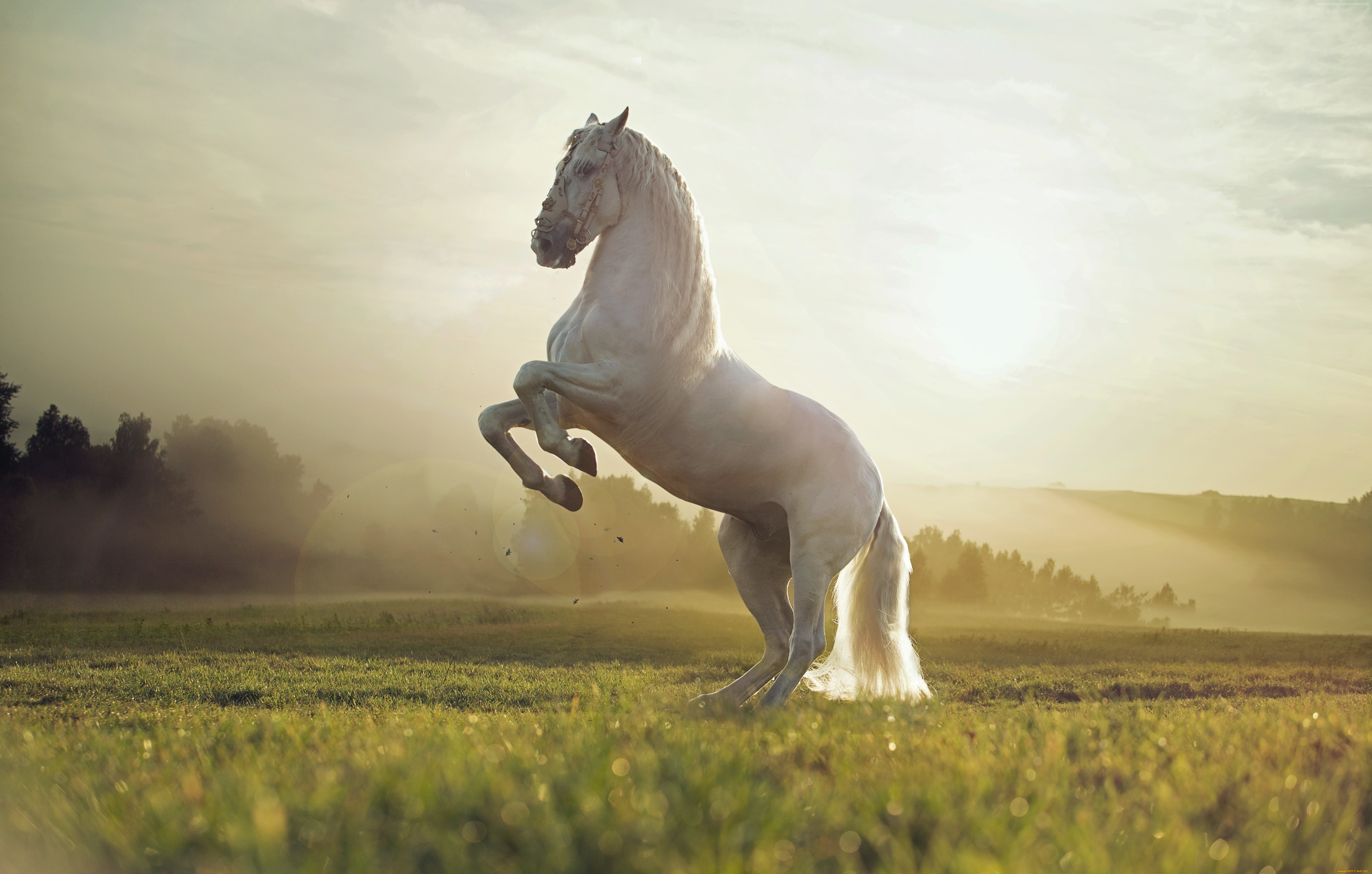 Обои на рабочий лошадь. Белая лошадь. Красивый конь. Конь на дыбах. Лошади фото красивые.
